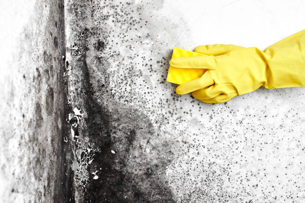 Best Mold Testing and Inspection Services in Huber Heights, OH