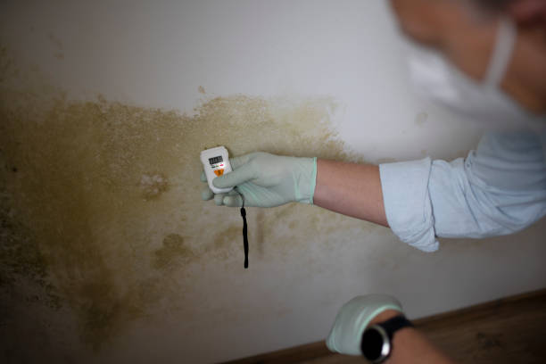 Best Insurance-Related Mold Remediation in Huber Heights, OH