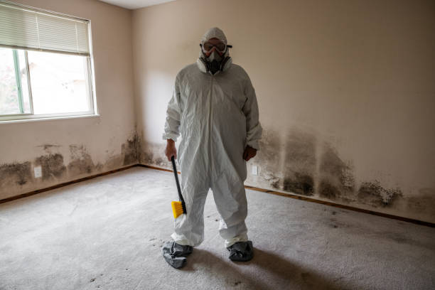 Best Kitchen Mold Remediation in Huber Heights, OH