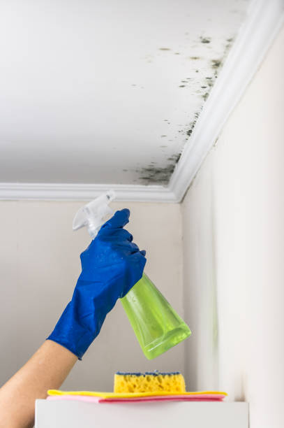 Best Crawl Space Mold Remediation in Huber Heights, OH